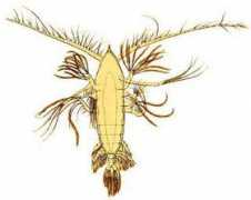 19thcenturyscience.org Pontrella