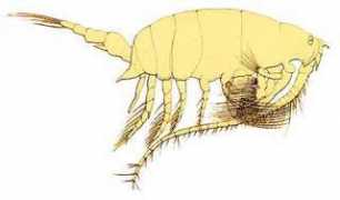 19thcenturyscience.org Pontrella