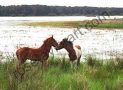 Pony