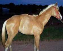 Ponyboy