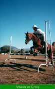members.tip.net.au Ponyclub