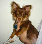 Poochie