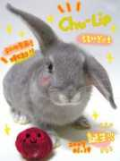 blog.sina.com.tw Poochu