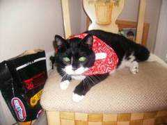 catster.com Pooder