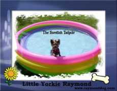raymonddog.com Poolar