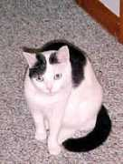 fussyfelines.com Poota