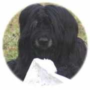 briard-pataviento.ch Popea