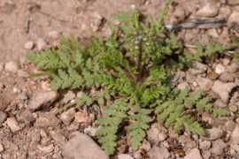 polyploid.net Popei