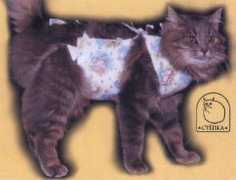 kitty.ru Popona