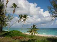 discover-eleuthera-bahamas.com Poponi
