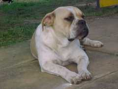 buldoguecampeiro.com.br Popota
