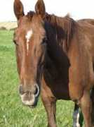 brucklaycatsanddogs.co.uk Popsie