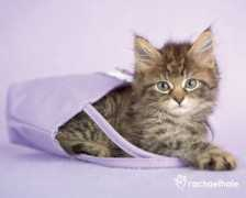 petassure.com Popsie