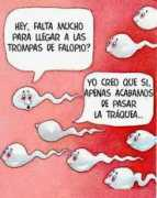 Poquin