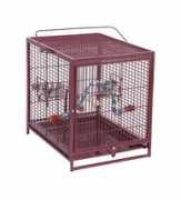 birdcagecentral.com Poquito