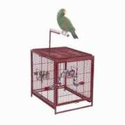 birdcagecentral.com Poquito