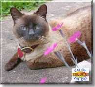 catoftheday.com Poquito