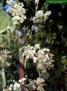 virtualherbarium.org Porana