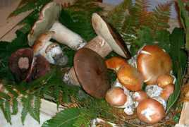odealvino.com Porcini