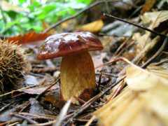 taverneriocitta.it Porcino