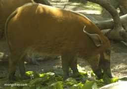 Porcus