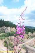 kgs.wnoz.us.edu.pl Porfira