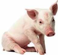 factzoo.com Porker
