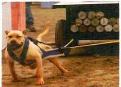chimerakennels.com Porkey