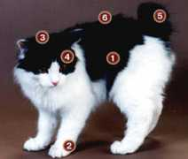 bobtail.vinnitsa.com Poroda