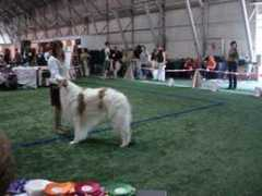 european-borzoi.de Porosha