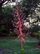 floridanatropicals.com Portea