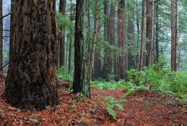 redwoodhikes.com Portola