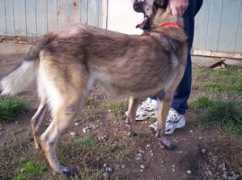 taylordcanines.com Portos