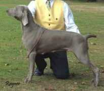 weimaraners.co.uk Posher