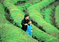 corea.it Posong