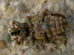 bugguide.net Postica