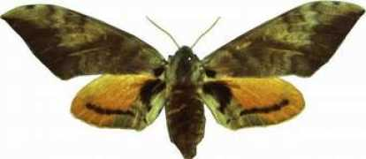 biodiversityexplorer.org Postica