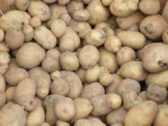 vegetablegardener.com Potatoes