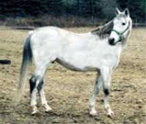 americantrakehner.com Potentate