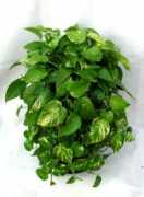 showplants.com Pothos