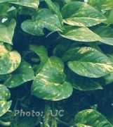 dendroworld.co.uk Pothos