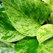 pixiesparkle.com Pothos