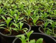Potted