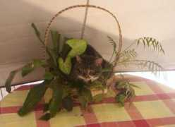 Potted