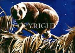 sandralawrence.co.uk Potto