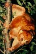 sfcelticmusic.com Potto