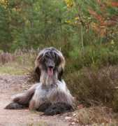 hashirin.de Pottonen