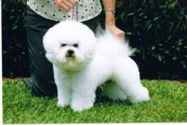 dogzonline.com.au Poudrette