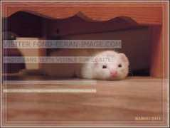 fond-ecran-image.com Poukie