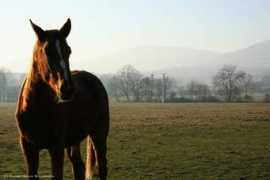 Poulain